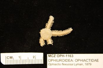 Media type: image;   Invertebrate Zoology OPH-1163